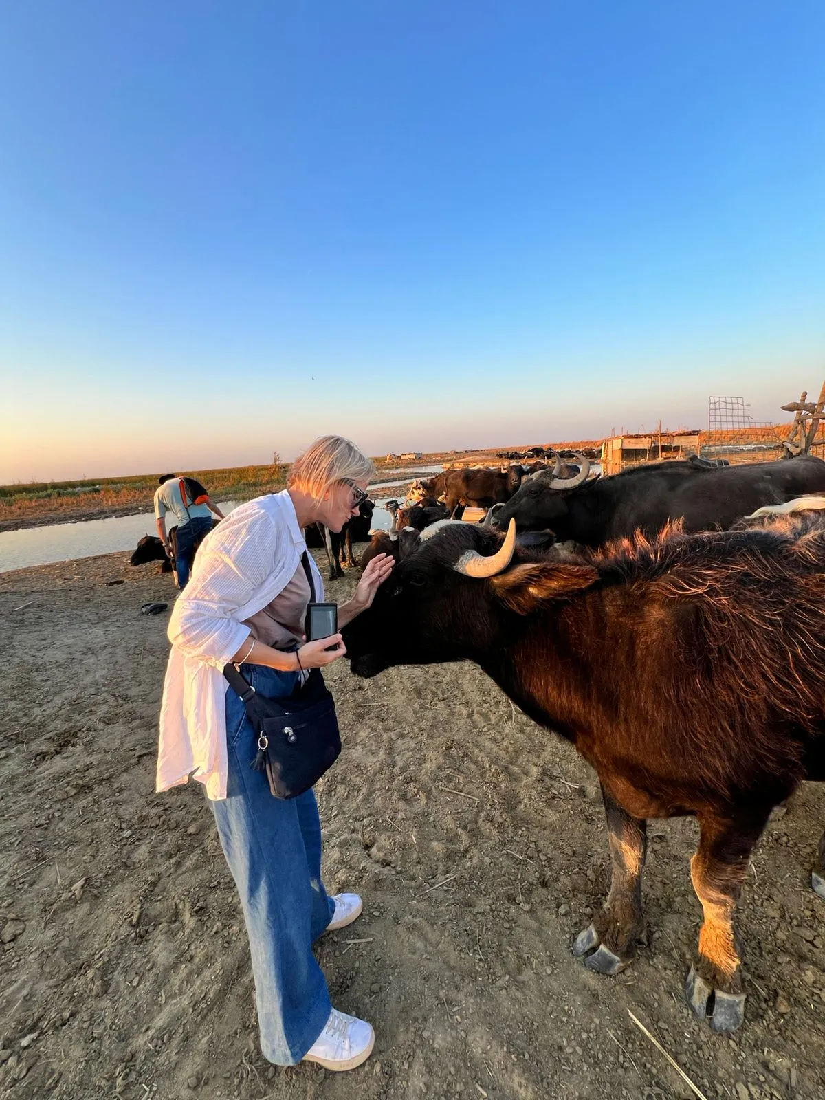 A visitor reaching out to a water buffalo at the edge of the Ahwar at golden hour, the rest of the herd standing in the shallows behind it.